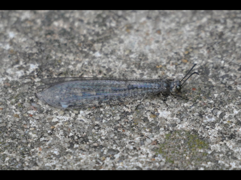 DSC_0001i.JPG