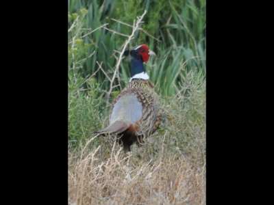 Ring-Necked Pheasant we saw in the panhandle on our day of travel to the OOS meeting at Black Mesa, OK.