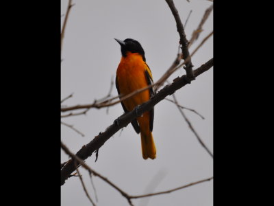 Adult male Baltimore Oriole that flew into our yard just as we were leaving for Black Mesa, OK