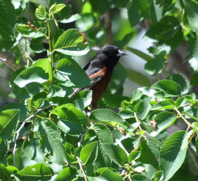 Adult male Orchard Oriole in a park near Lake Ft Supply, OK