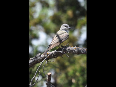 Is this a Western Kingbird?