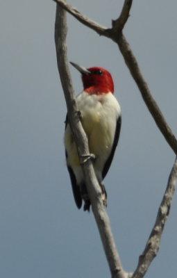A Red-headed Woodpecker near Lake Ft Supply, OK