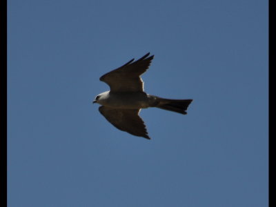 One of three Mississippi Kites we saw near the dam at Lake Ft Supply, OK.