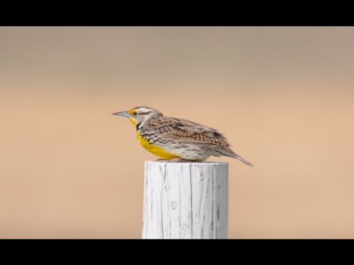 Western Meadowlark sitting on a fence post in the Oklahoma panhandle.