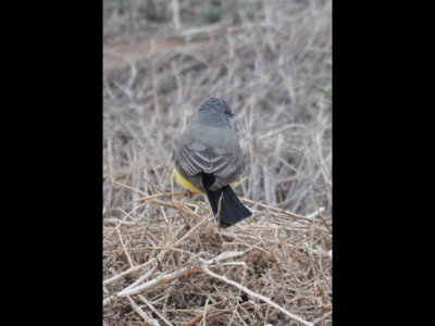 Western Kingbird; note the white edges to the tail.