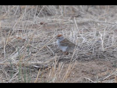 Chipping Sparrow in the panhandle of OK