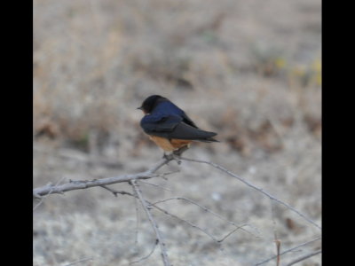 Barn Swallow resting on a small branch