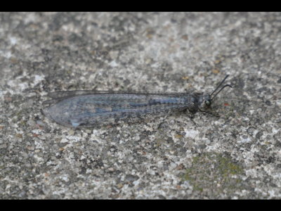 Damselfly-like insect we found on the driveway before leaving for OOS meeting at Black Mesa.