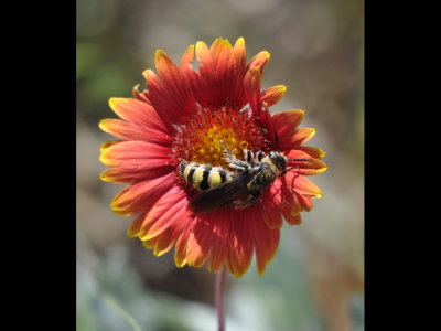 Bee/wasp on Gaillardia at side of the road in the Oklahoma panhandle.