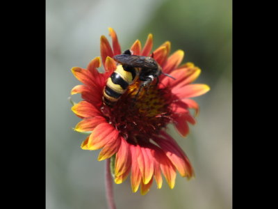 Another view of the bee/wasp on Gaillardia at the side of the road in the Oklahoma panhandle.