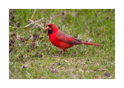 bird 025.jpg