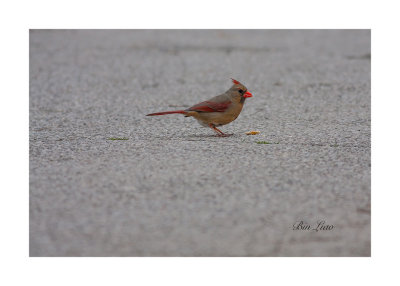 bird 026.jpg