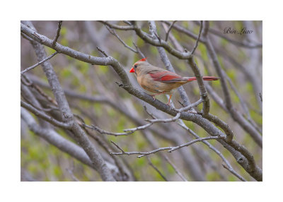bird 027.jpg