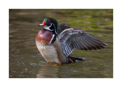 bird 030.jpg