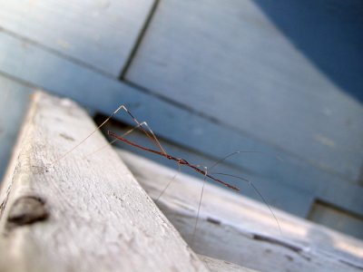 Walkingstick, juvenile_2640 .jpg