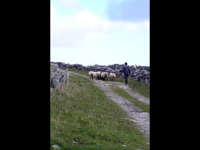 hearding sheep along the Burren Way
