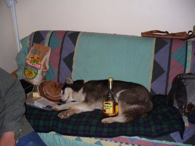 Passed out dog