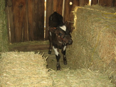 Baby Calf in the barn