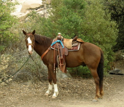 Pretty boy Mojave