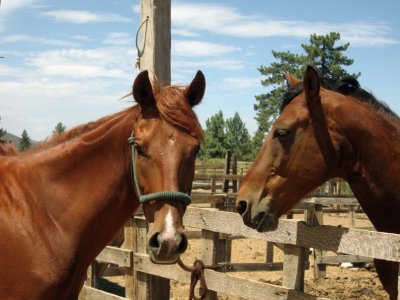 Tajo and Pirate