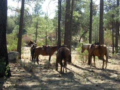 Resting horses