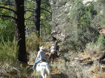 Through the trees