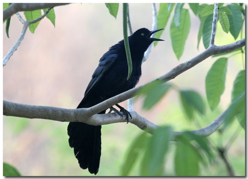 Great-tailed Grackle
