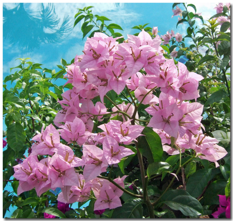 Flowers by the Pool