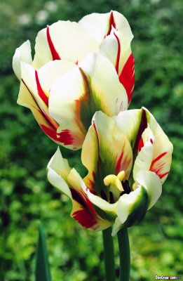Flaming Red Spring Tulipa