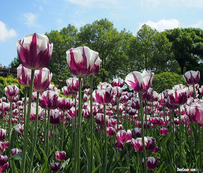 Tulips in Karlsplatz (Charles' Square)