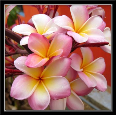 Sancuanjoche (Plumeria Rubra) National Flower of Nicaragua