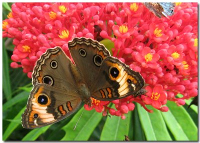 Butterflies & Moths In Nicaragua
