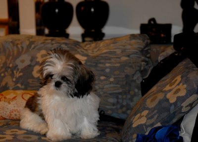 coco-what a cutie-3