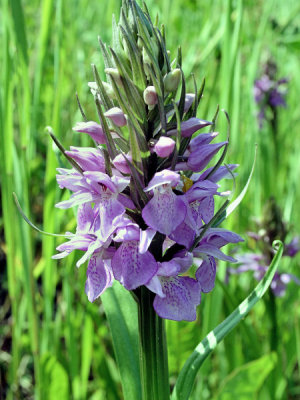 European Marsh Orchid (Dactylorhiza) at Tilt Cove, Newfoundland