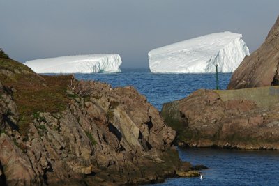 Bergs 115<br>Off Quidi Vidi