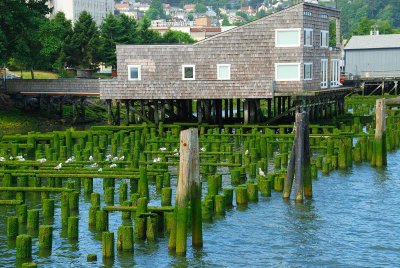 moss covered pilings