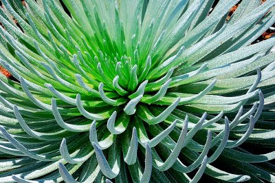 closeup of silversword plant