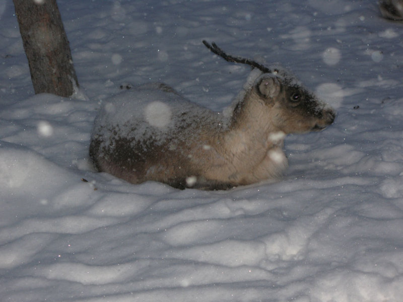 Another baby ... patiently sitting in the snow