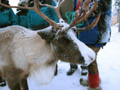 The reindeer have bunny noses!