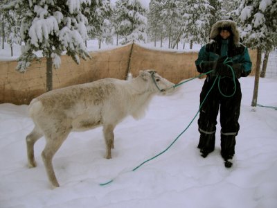 Cyn leads another reindeer to the sleighs