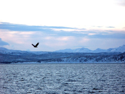 We enjoyed many white-tailed eagles