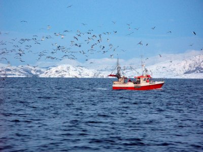 Herring gulls following the herring boat