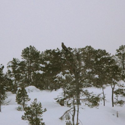 White-tailed eagle in a tree