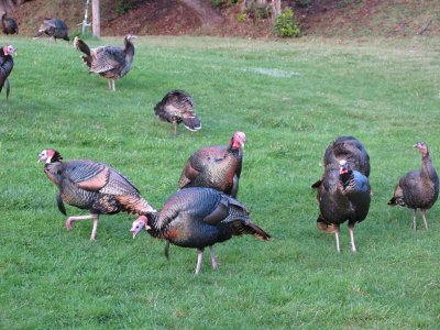The St. Orre's grounds had turkeys