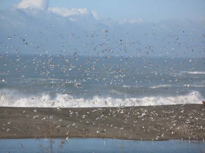 Myriads of gulls