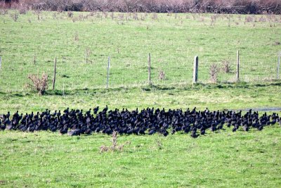 A bizarre large gaggle of coots!