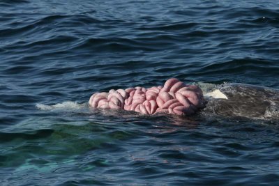 This pod of transient orcas are mammal-eaters, and they got a grey whale calf the previous day