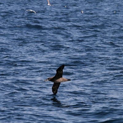 Delicate touch of wingtip on sea as the elegant albatross turns