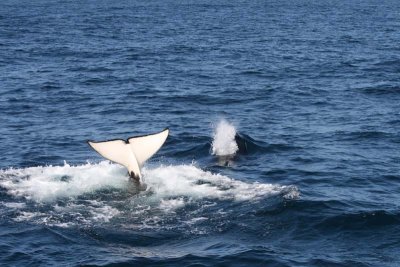 Gorgeous flukes of the orca