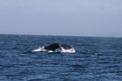 The majestic flukes of the humpback